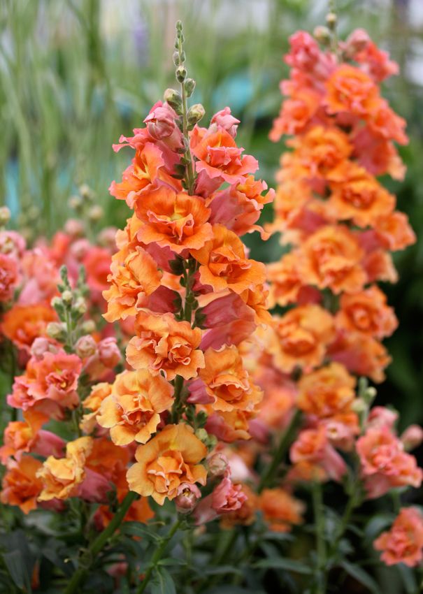 Antirrhinum twinny Bronze Shades- кученца ниски бронзово-оранжево  (223)